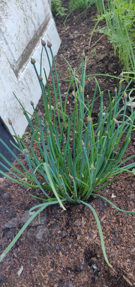 Purple Flower Chives/ Onion chives.