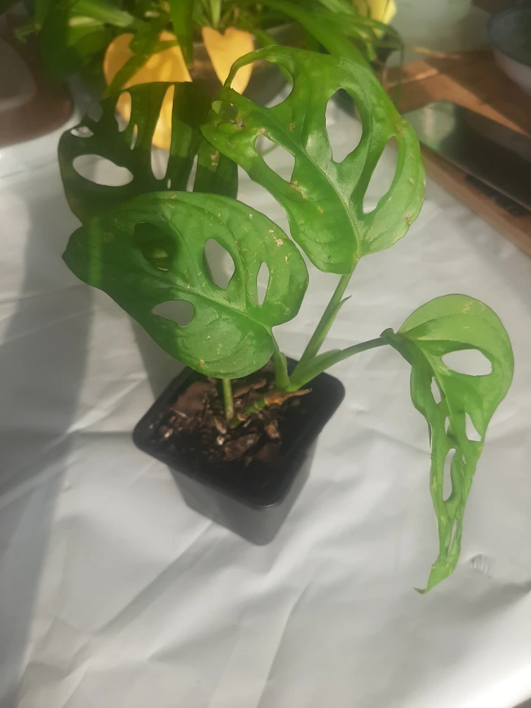 Baby Monstera Adansonii thumbnail