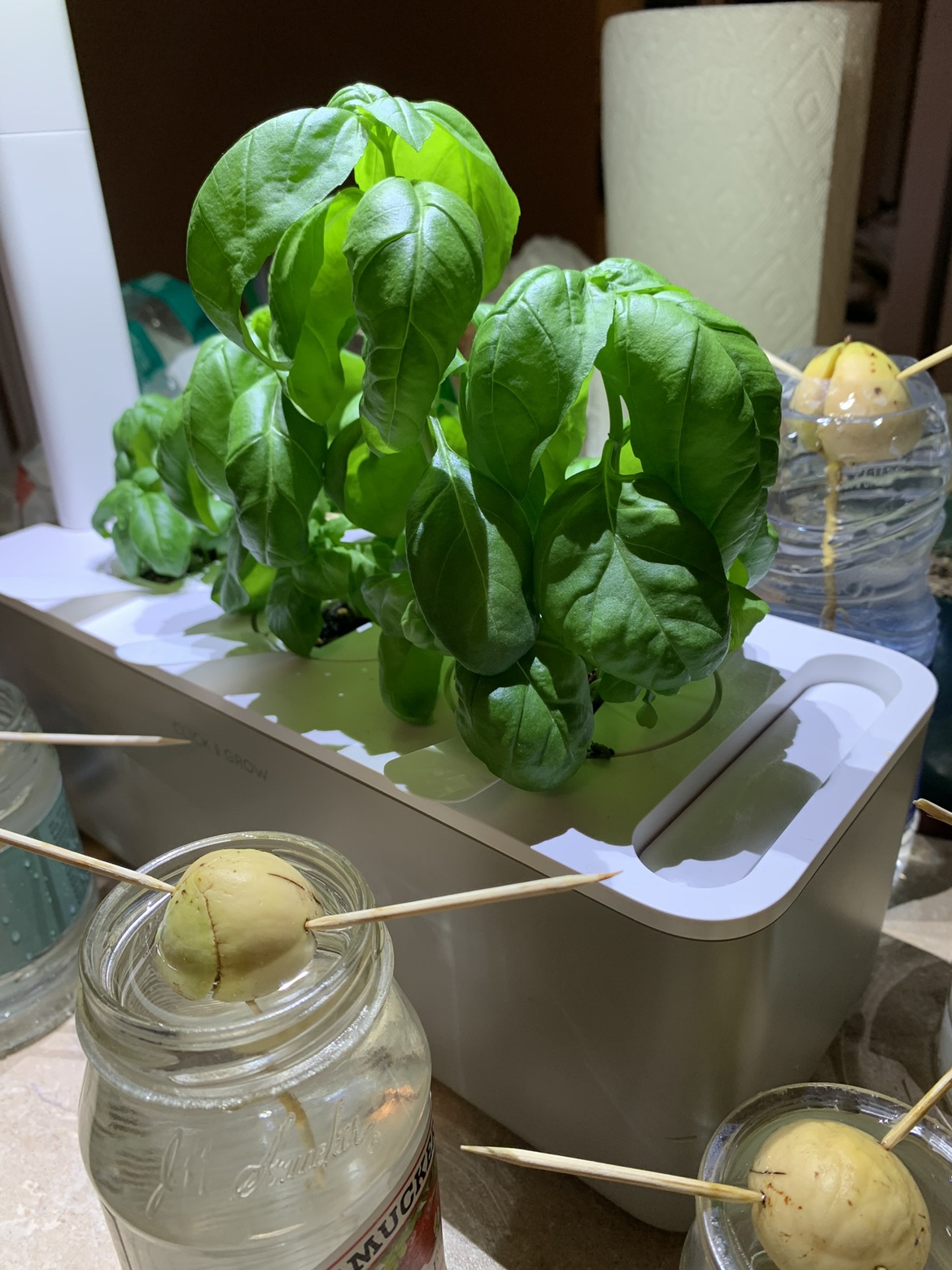 Indoor garden case