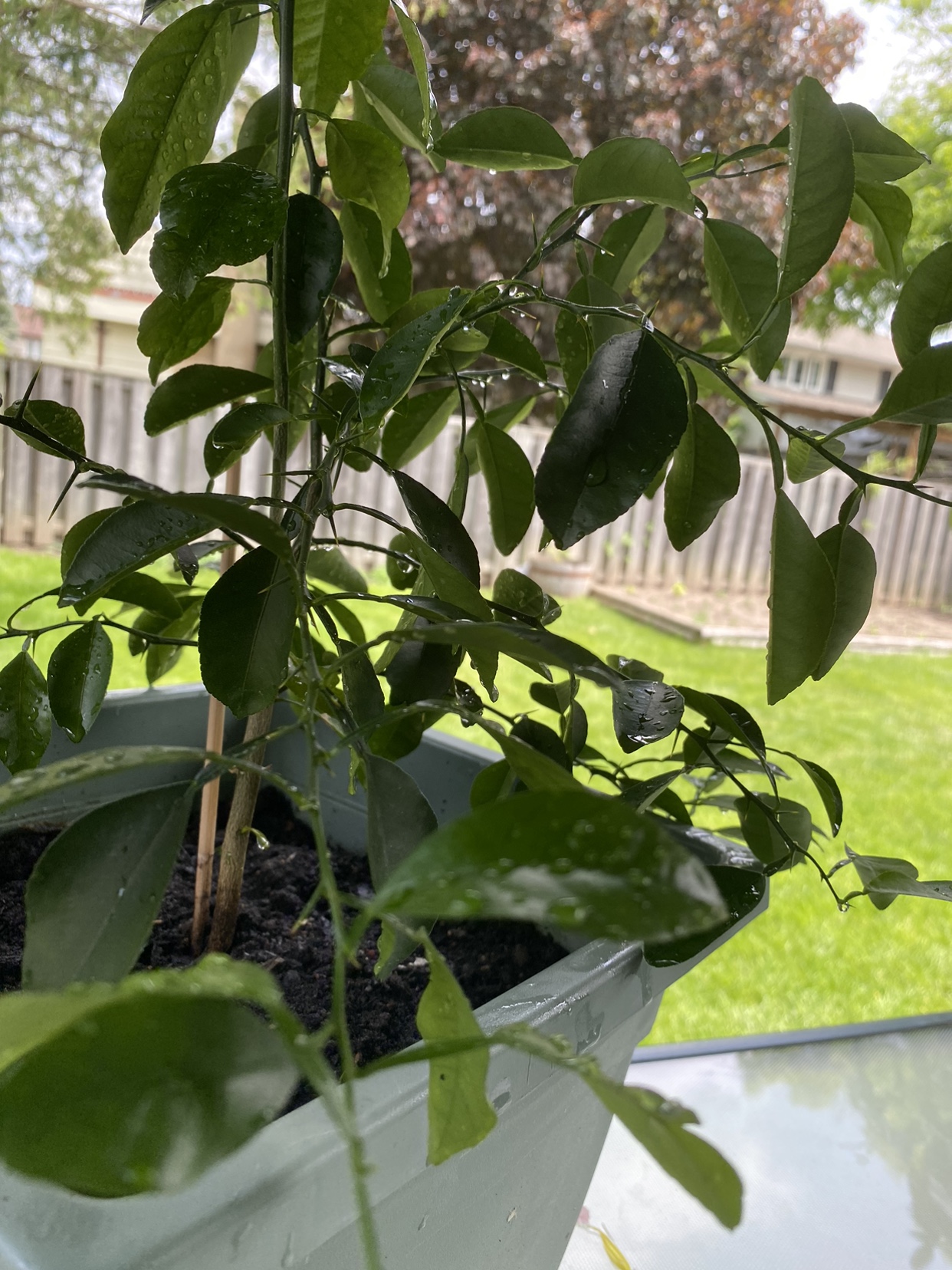 Organic Lime tree. image indicator(3)