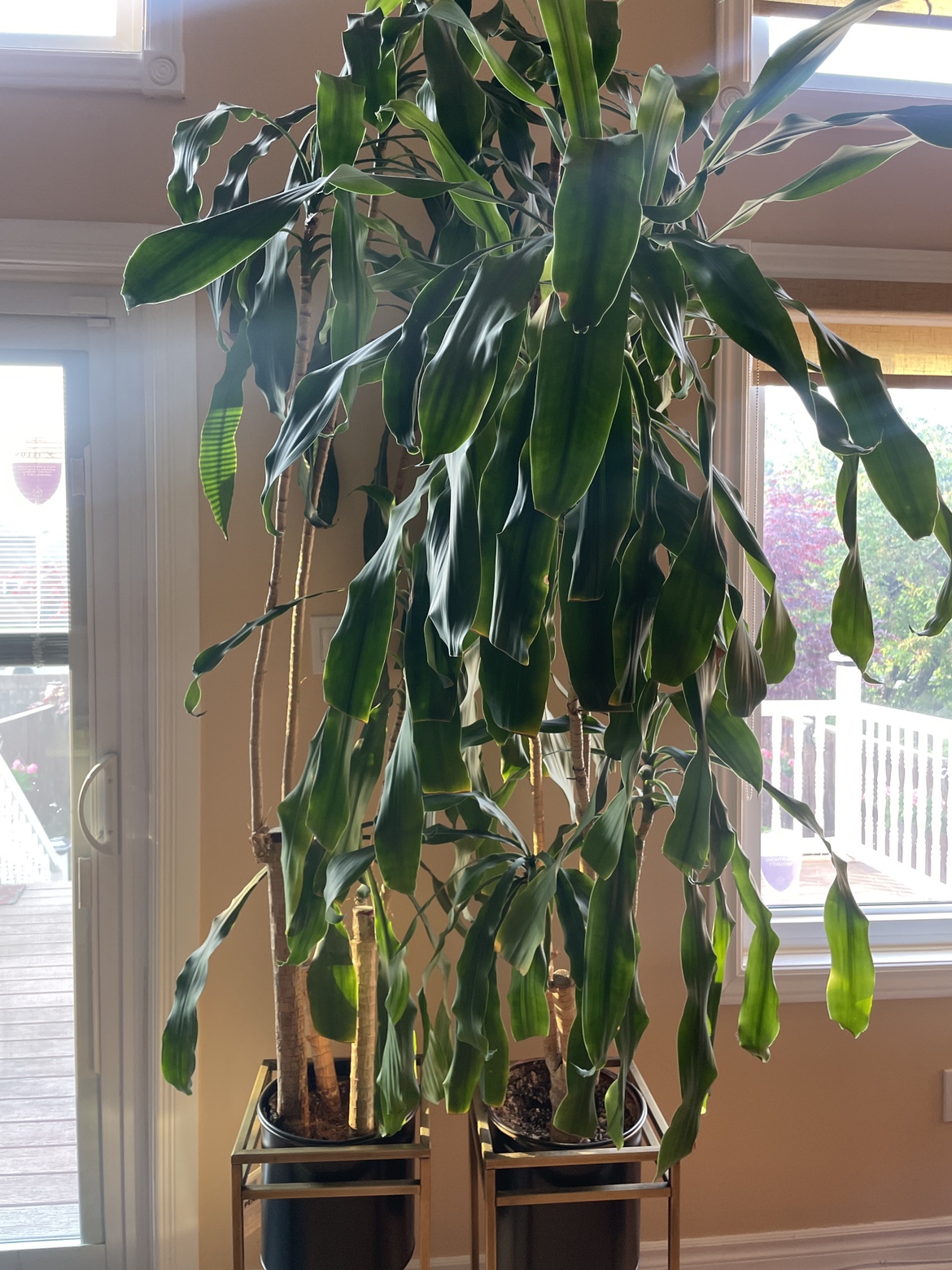 Tropical Plants thumbnail