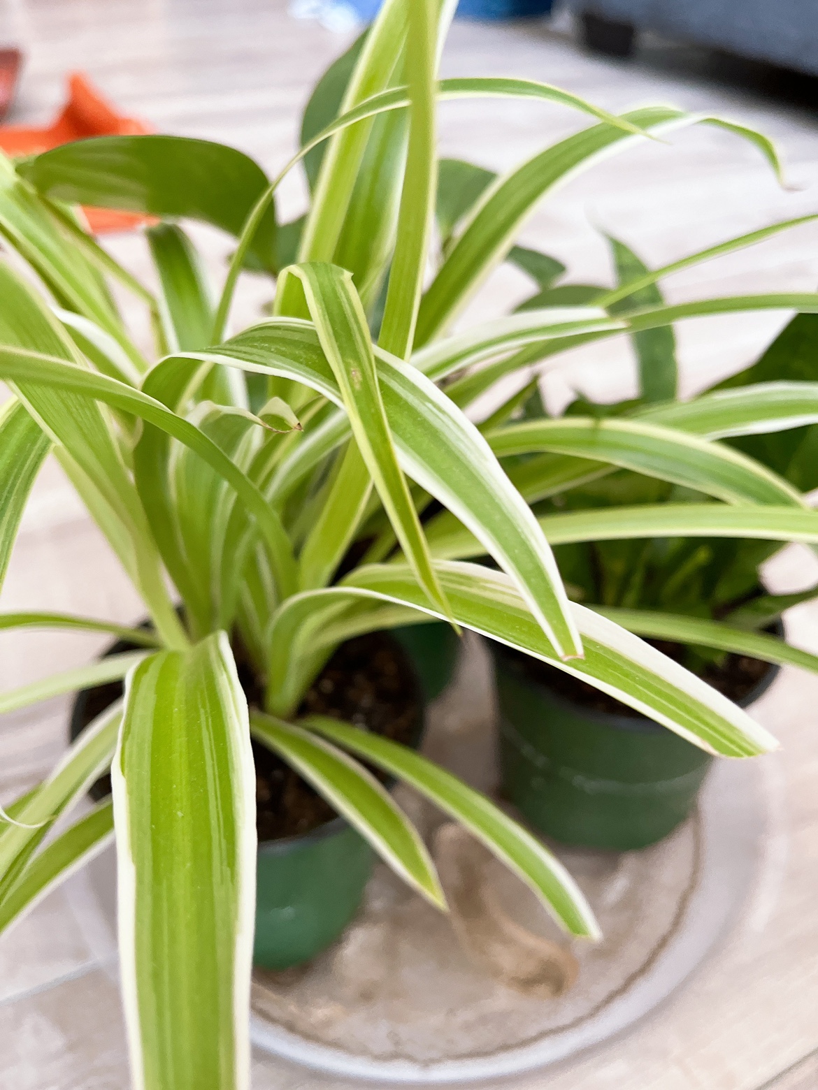 Plants - photo 4
