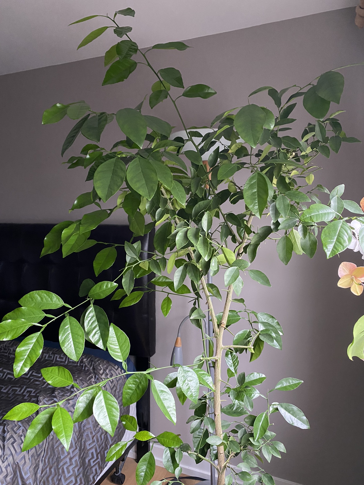 Organic Lime tree. image indicator(5)