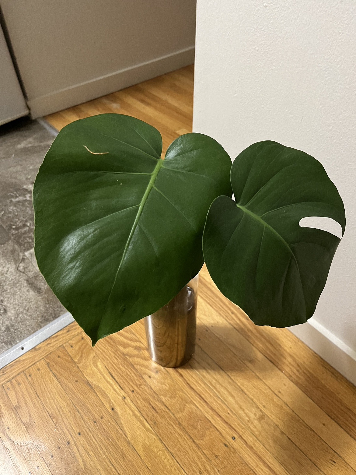Monstera thumbnail