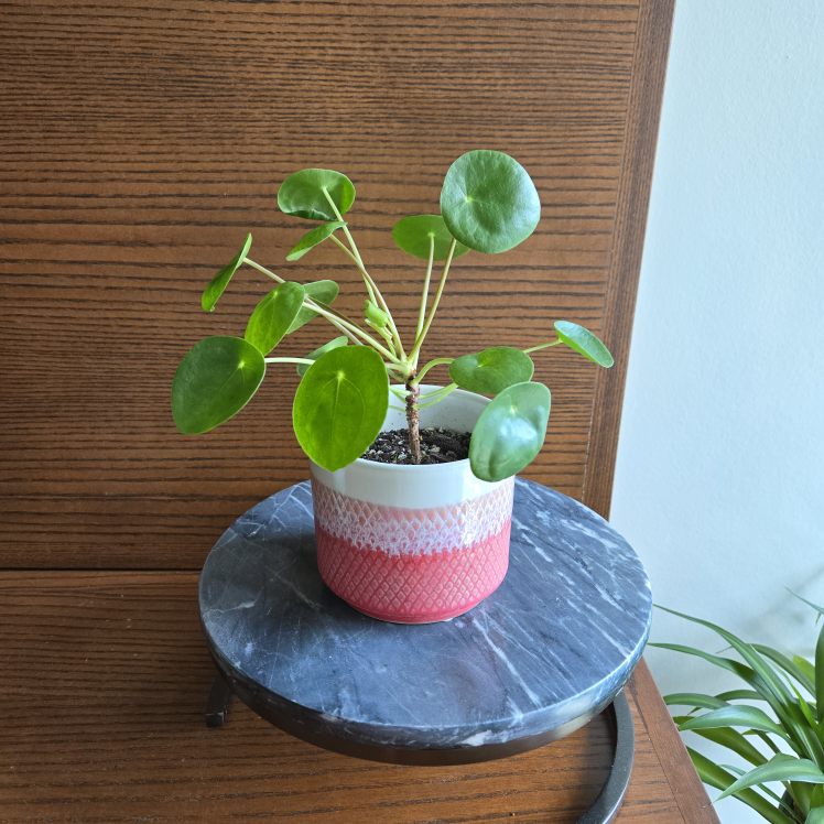 🧡 Pilea / Chinese money plant WITH 4" CORAL POT! (2 for $20) image indicator(4)
