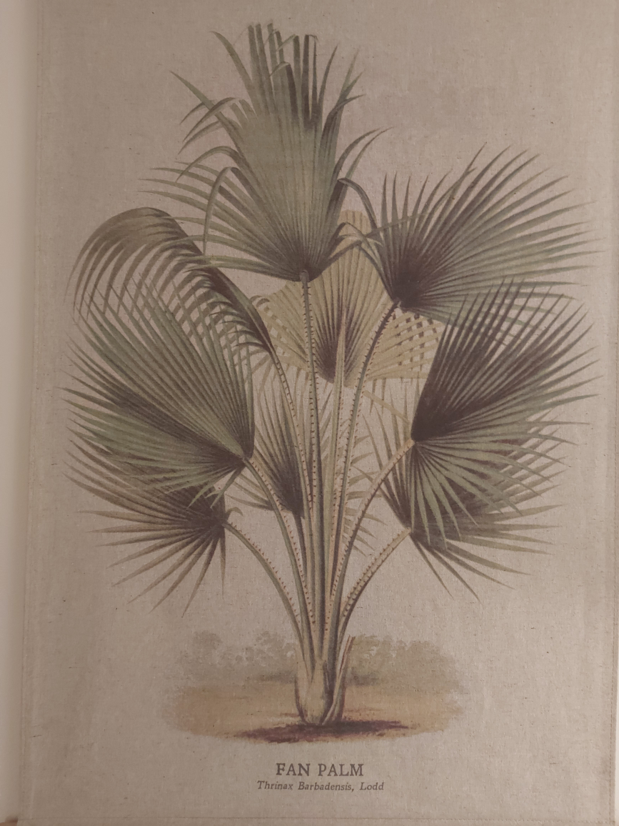 Palm Plant Printed Canvas Art image indicator(2)