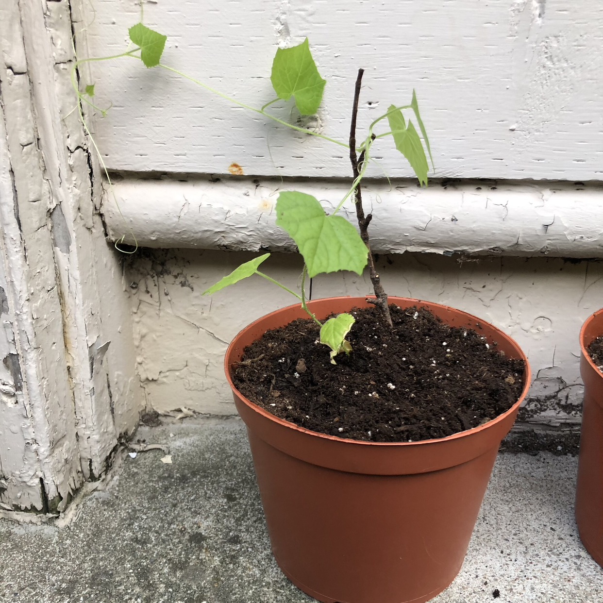 Cucamelon seedlings (open to trades) image indicator(2)