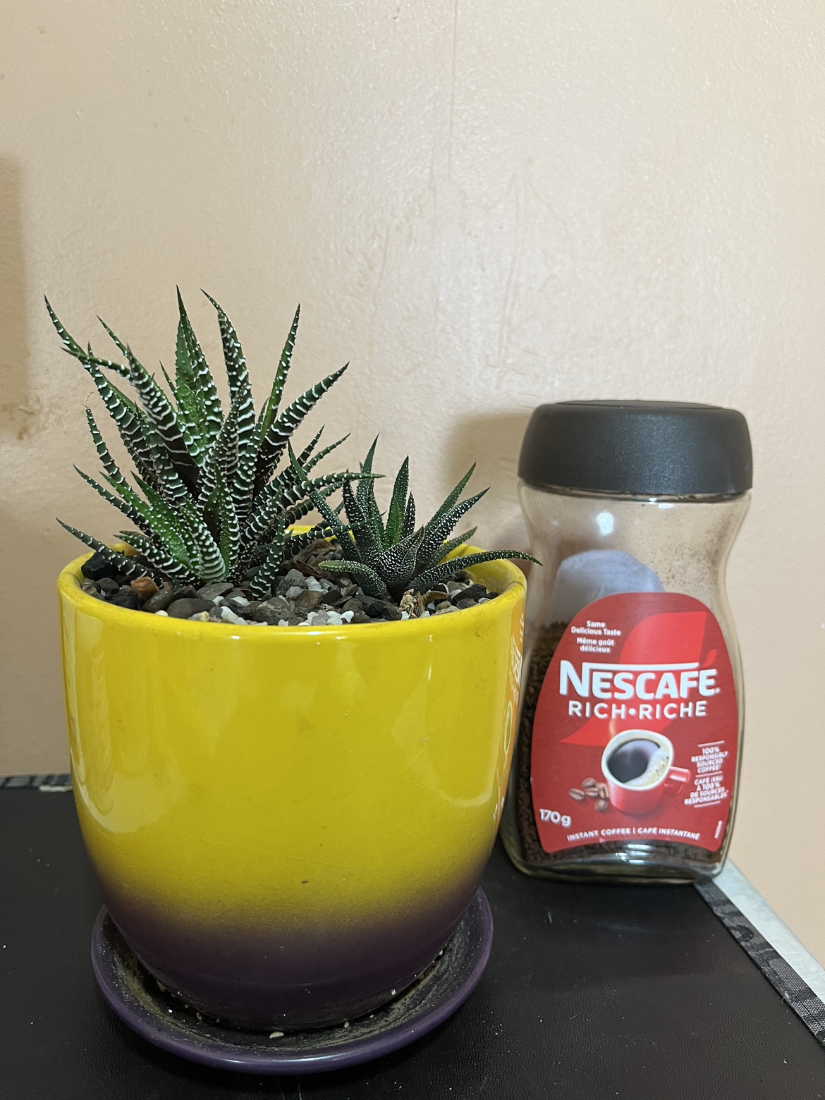 ZZ Plant, Syngonium, Hoya (Sold) & Haworthia image indicator(4)