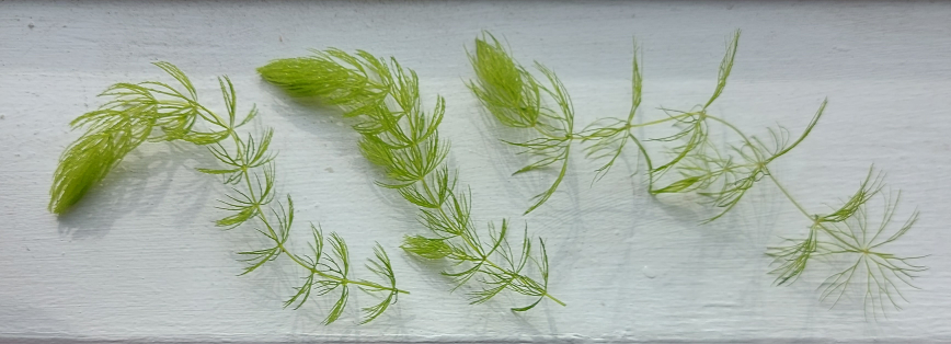 Hornwort Aquarium Plant image indicator(2)