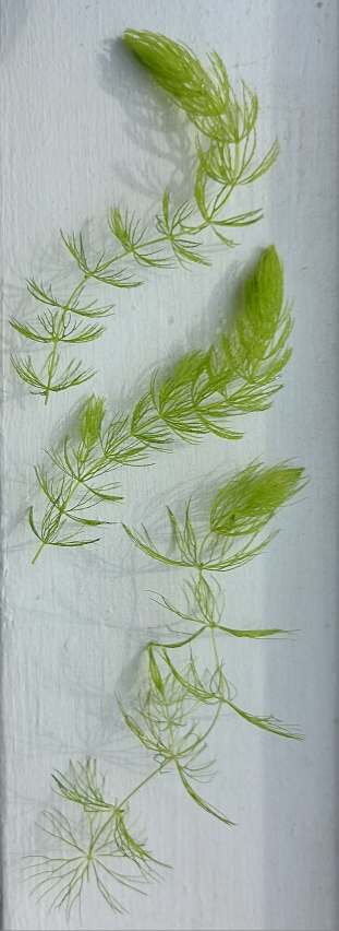 Hornwort Aquarium Plant image indicator(3)
