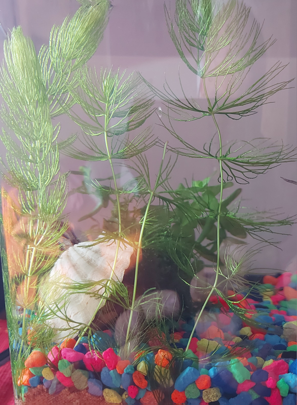 Hornwort Aquarium Plant image indicator(4)