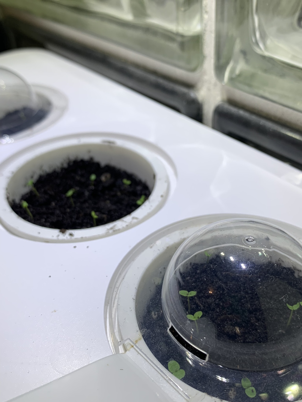Indoor garden case - photo 2
