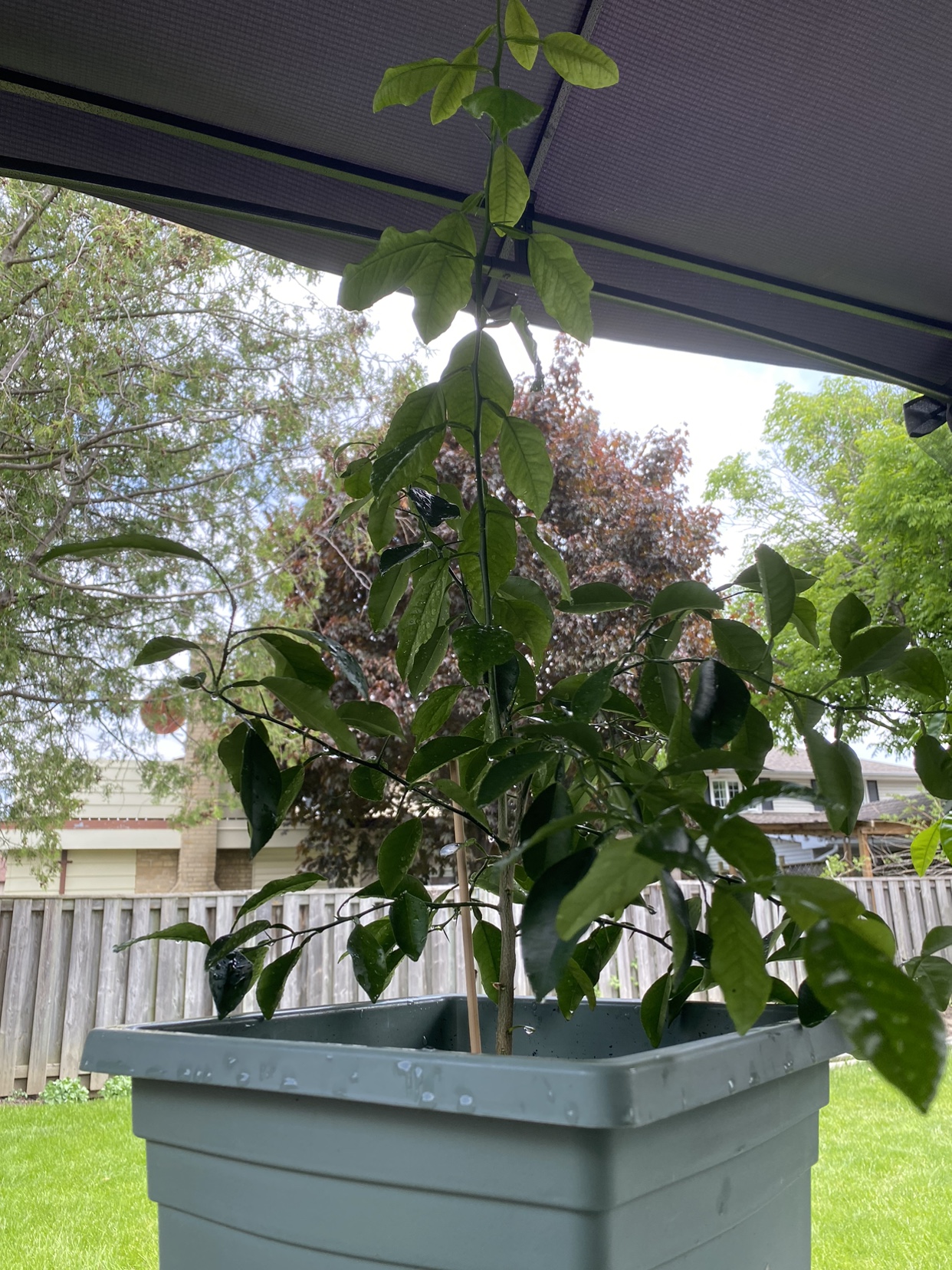 Organic Lime tree. image indicator(4)