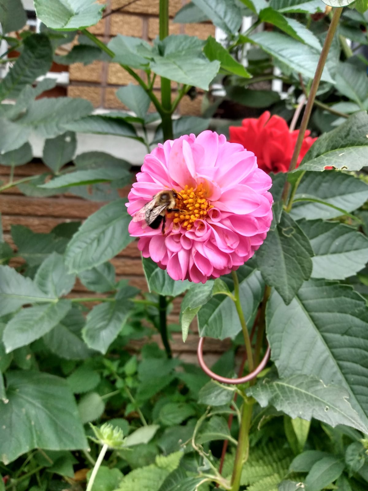 Dahlia Tubers 🥕 image indicator(4)