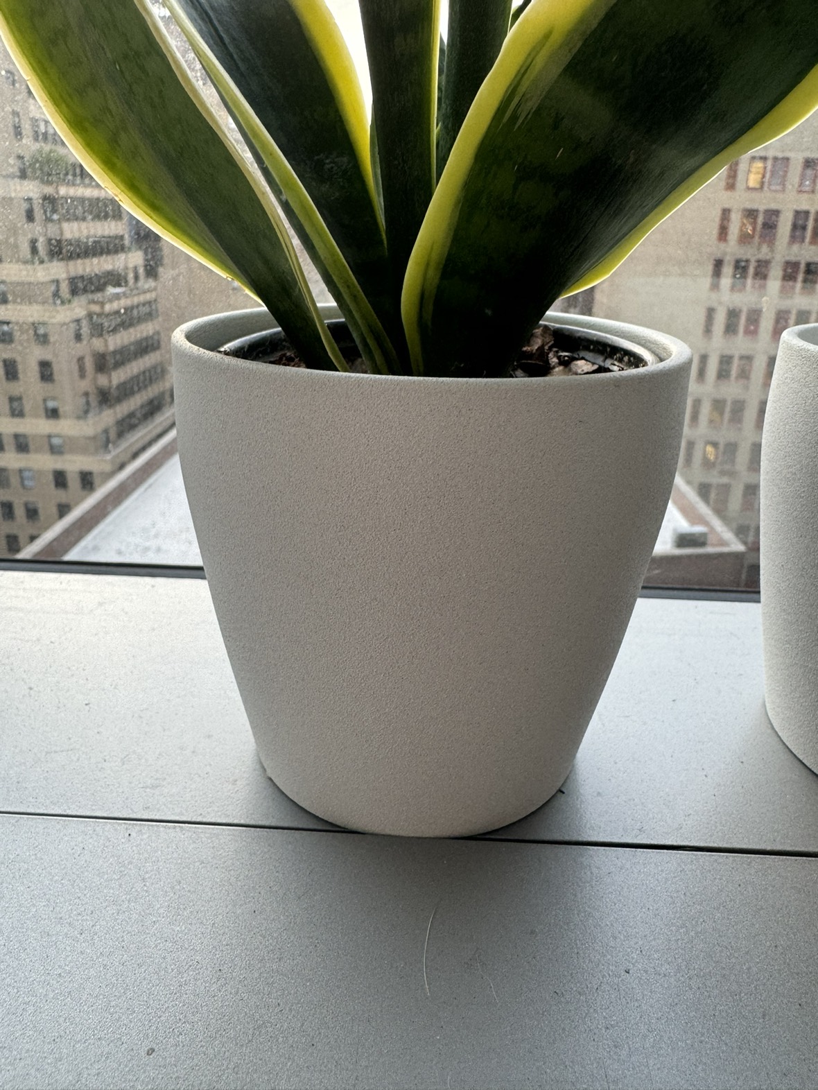 Plant Pot + Plant - photo 3