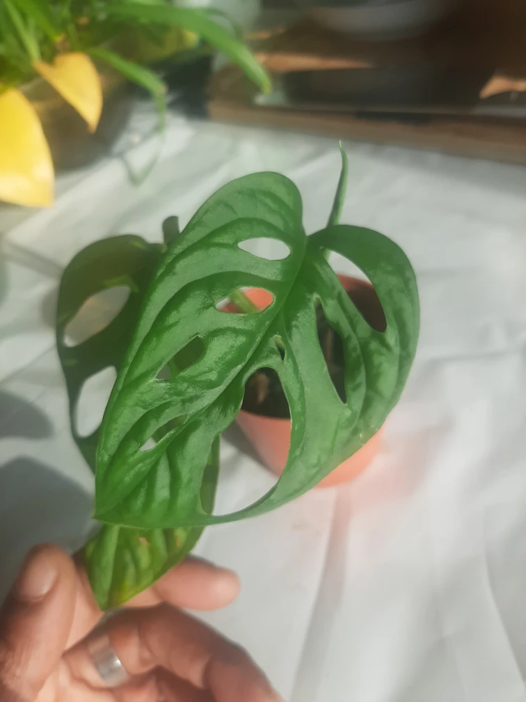 Baby Monstera Adansonii thumbnail