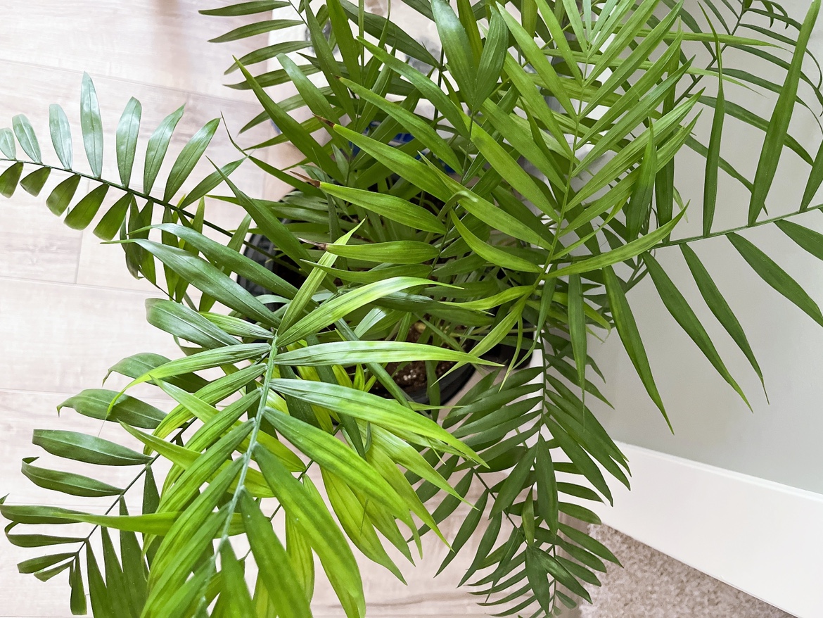 parlour palm