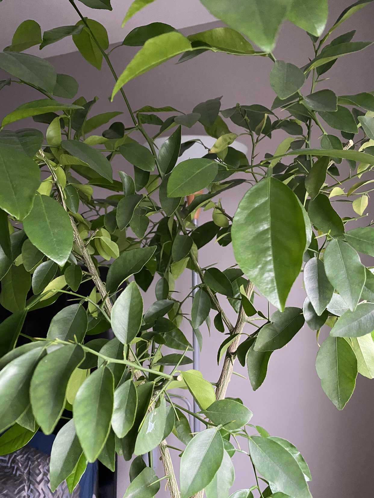 Organic Lime tree. image indicator(4)