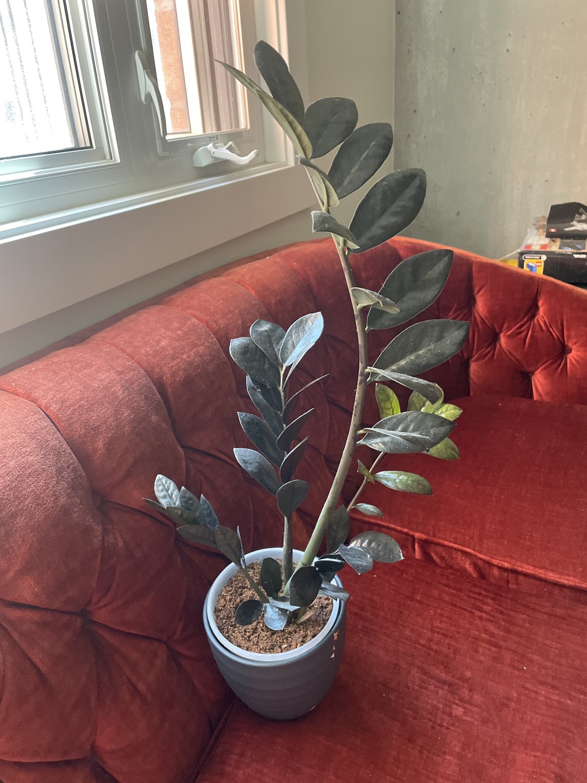 Black ZZ Plant - photo 2