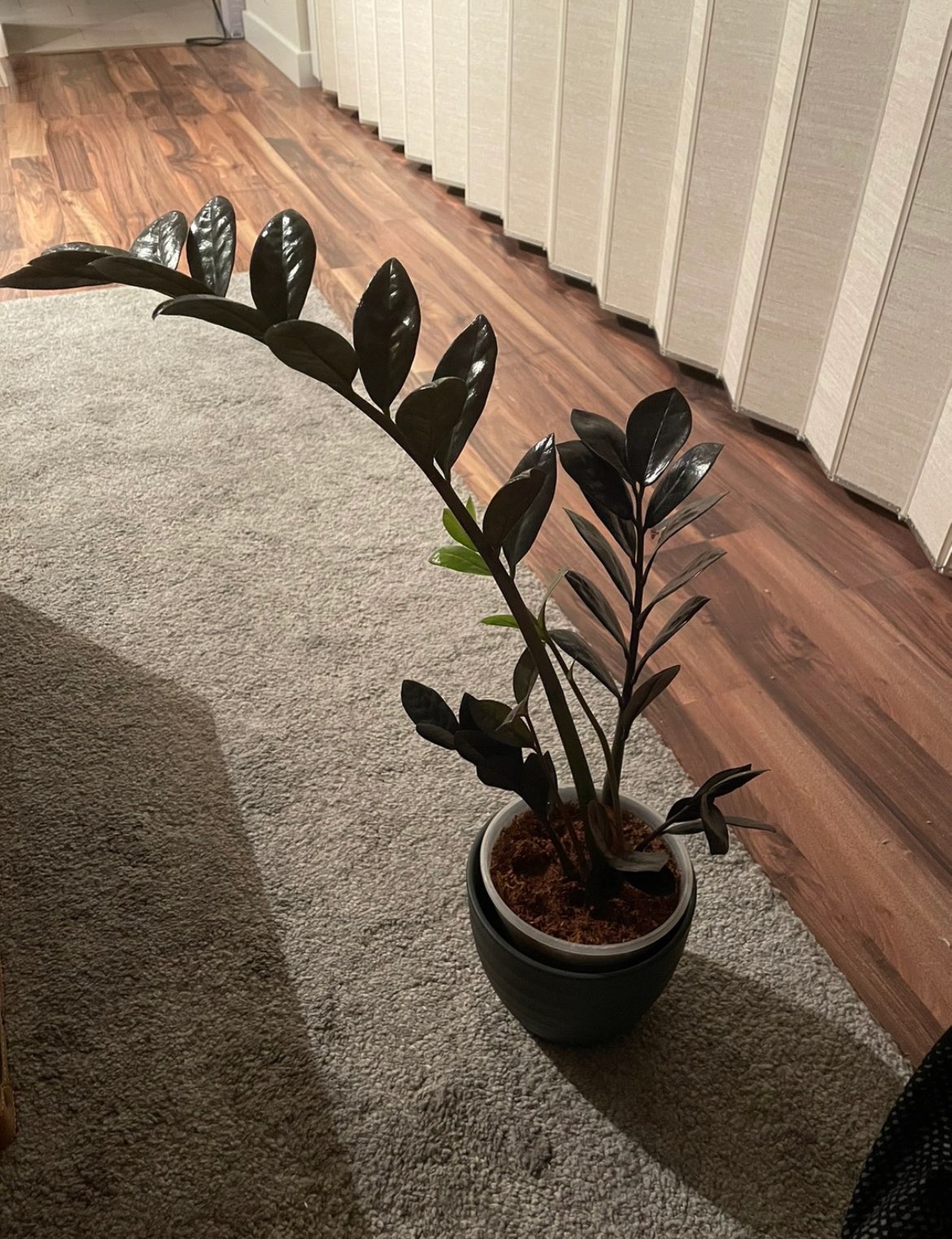 Black ZZ Plant - photo 3