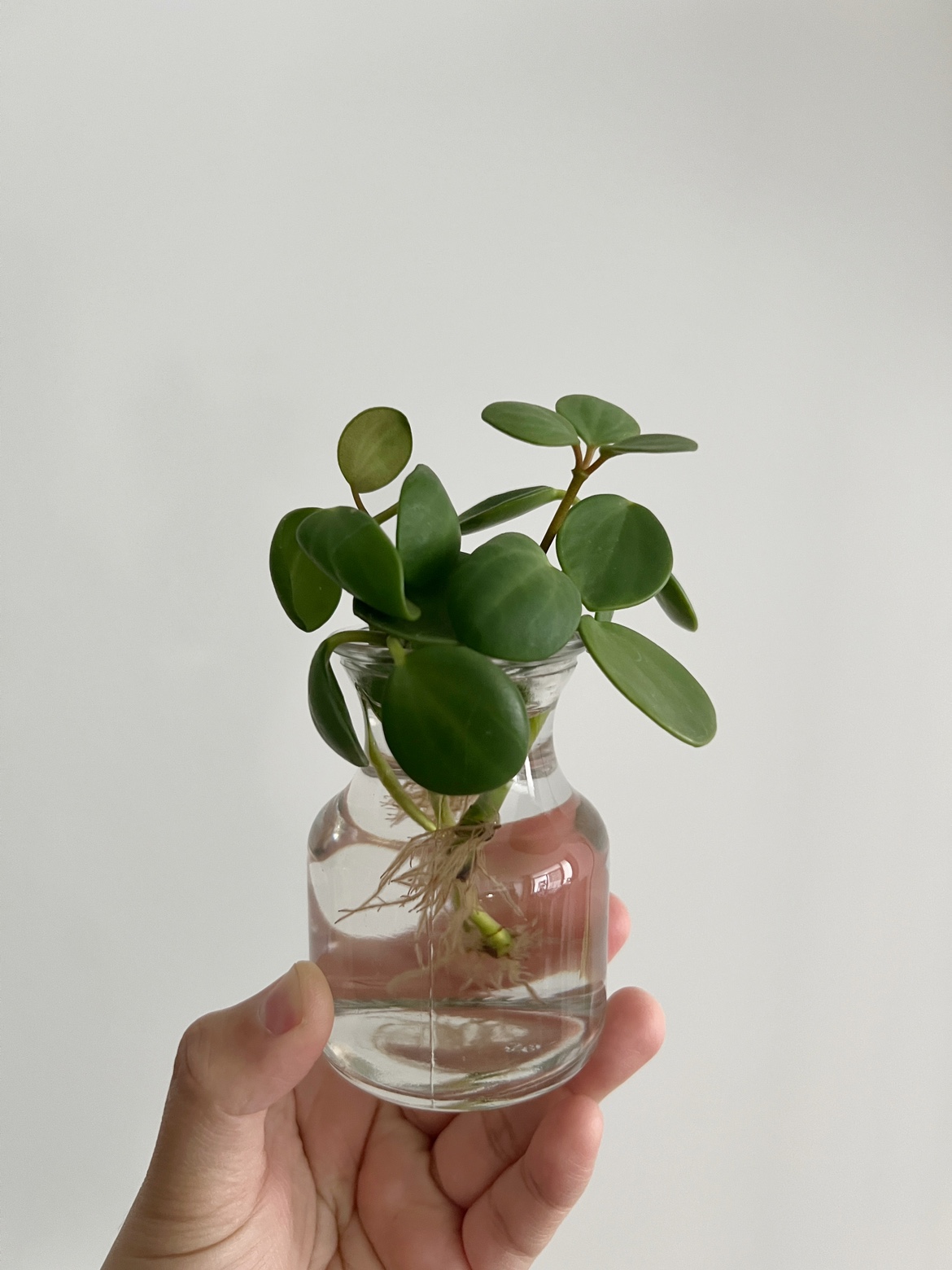 Peperomia hope cuttings 🧡🪴 image indicator(2)