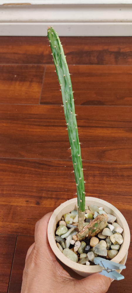 cactus - photo 2