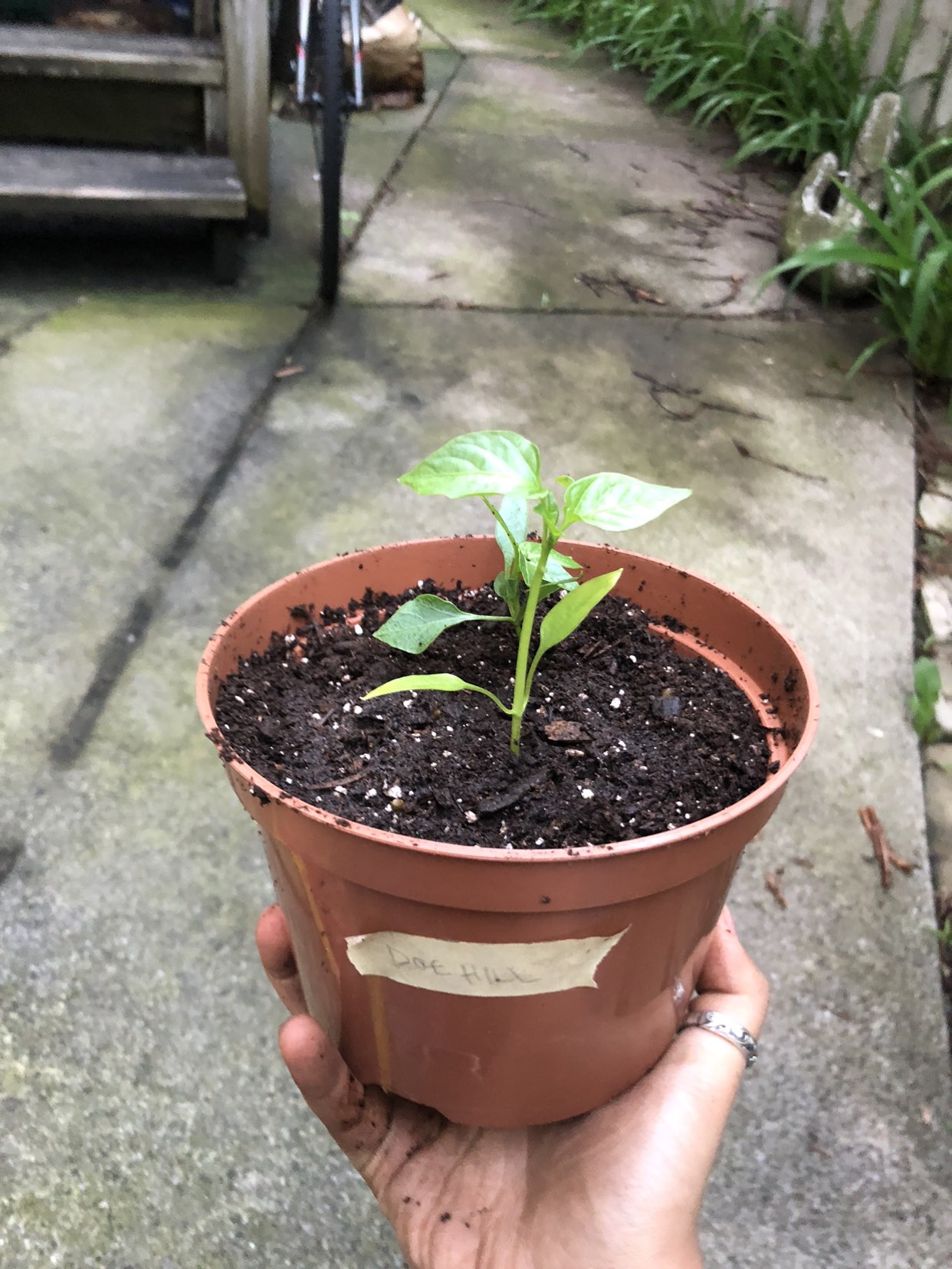 Doe Hill sweet pepper seedlings (open to trades) 🧡 image indicator(3)