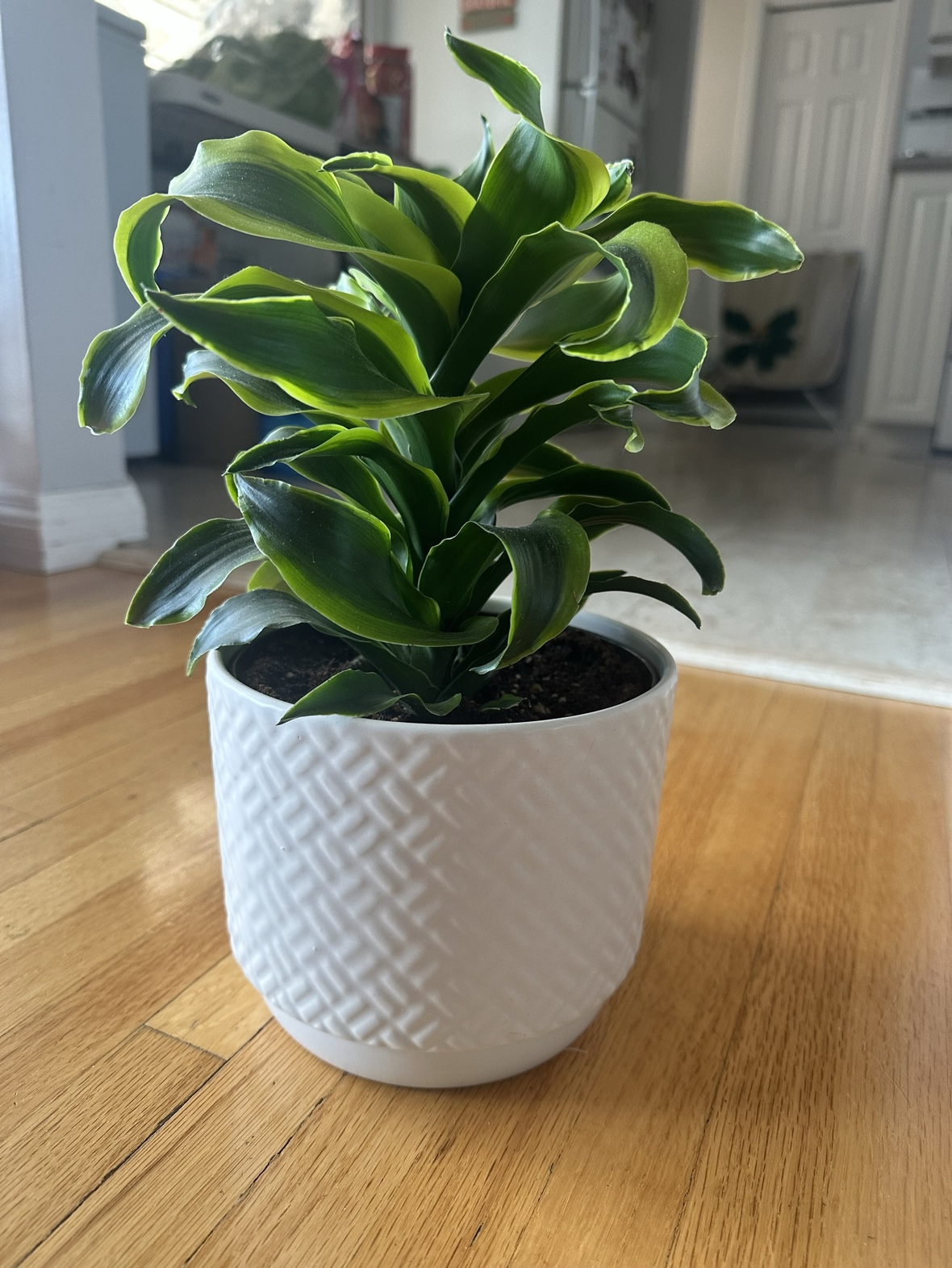 Dragon Tree plant