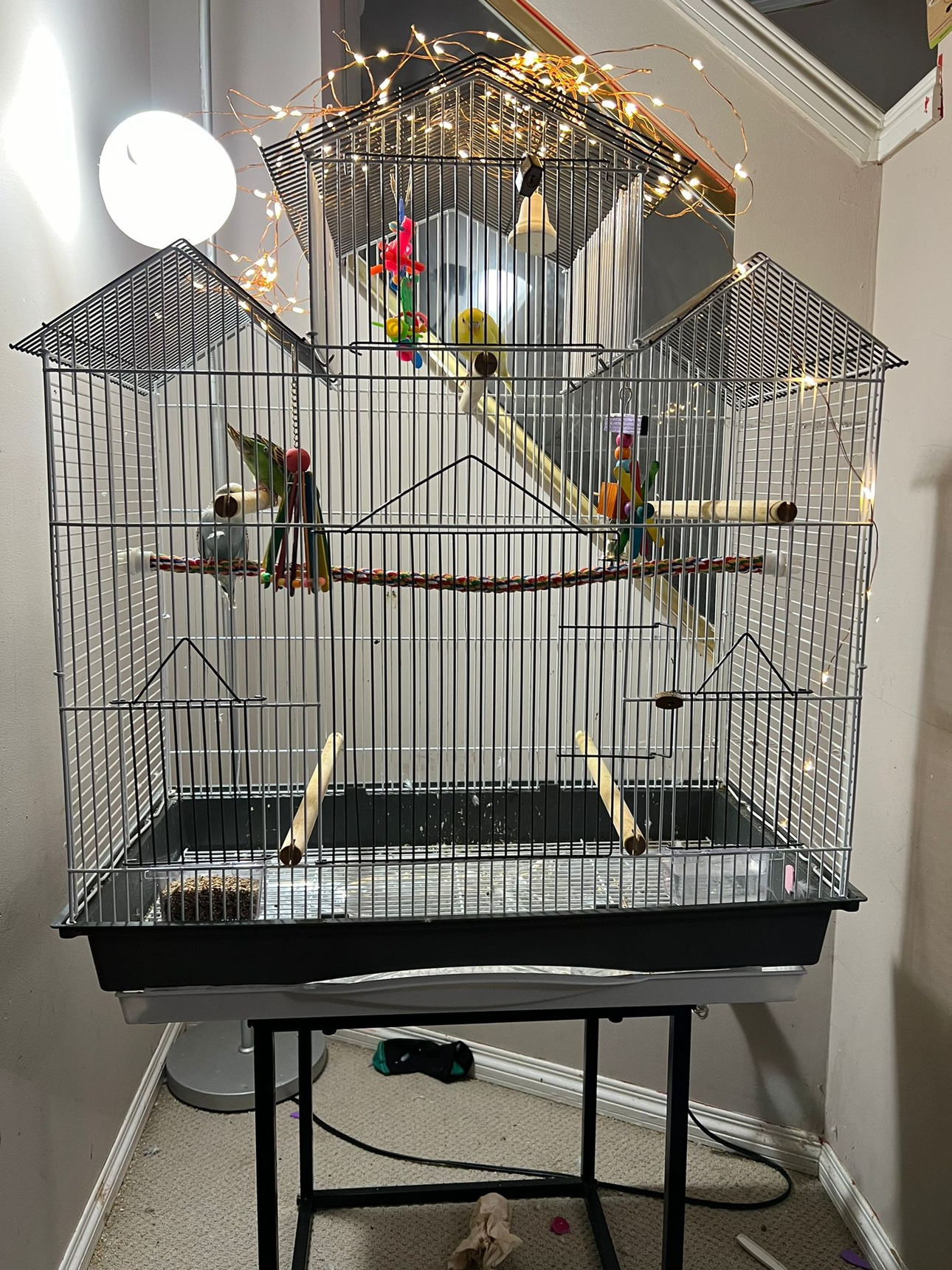 Budgies with cage - photo 2