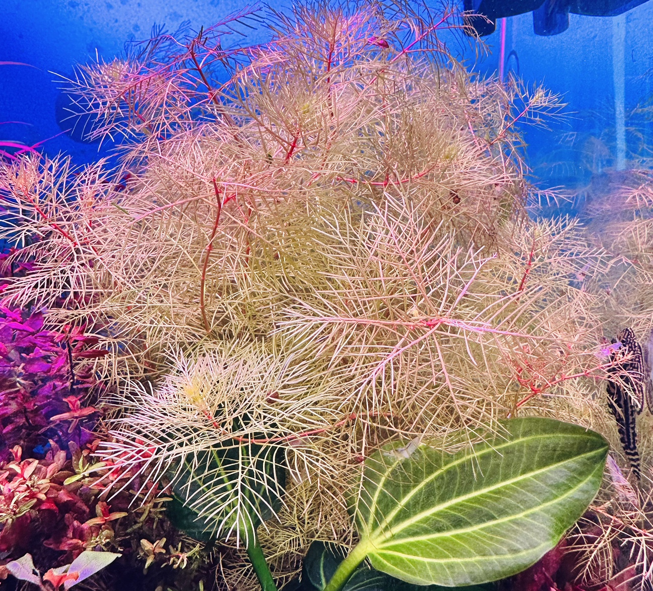 Rare Aquarium Plant - Myriophyllum Elatinoides Golden