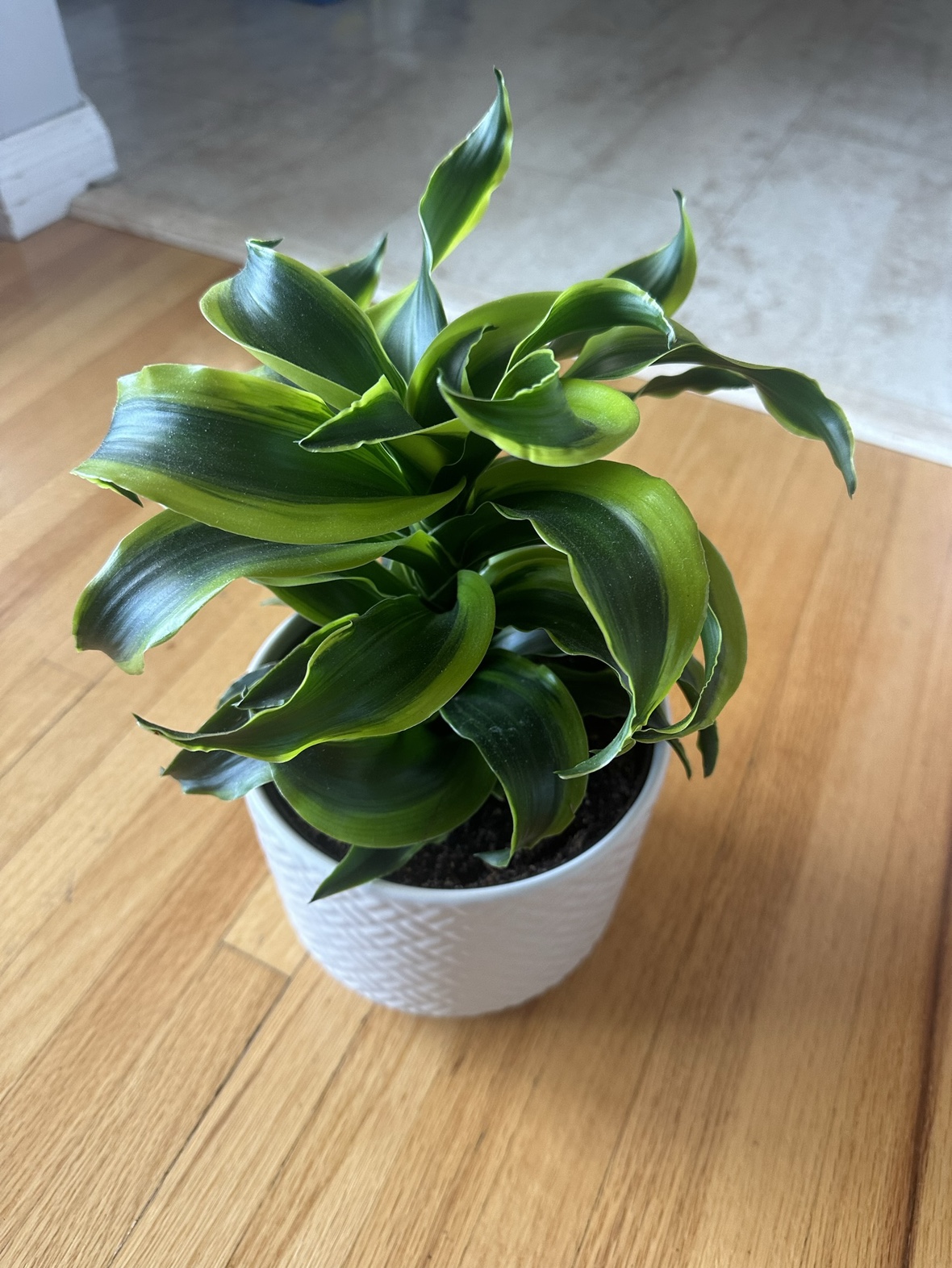 Dragon Tree plant - photo 2