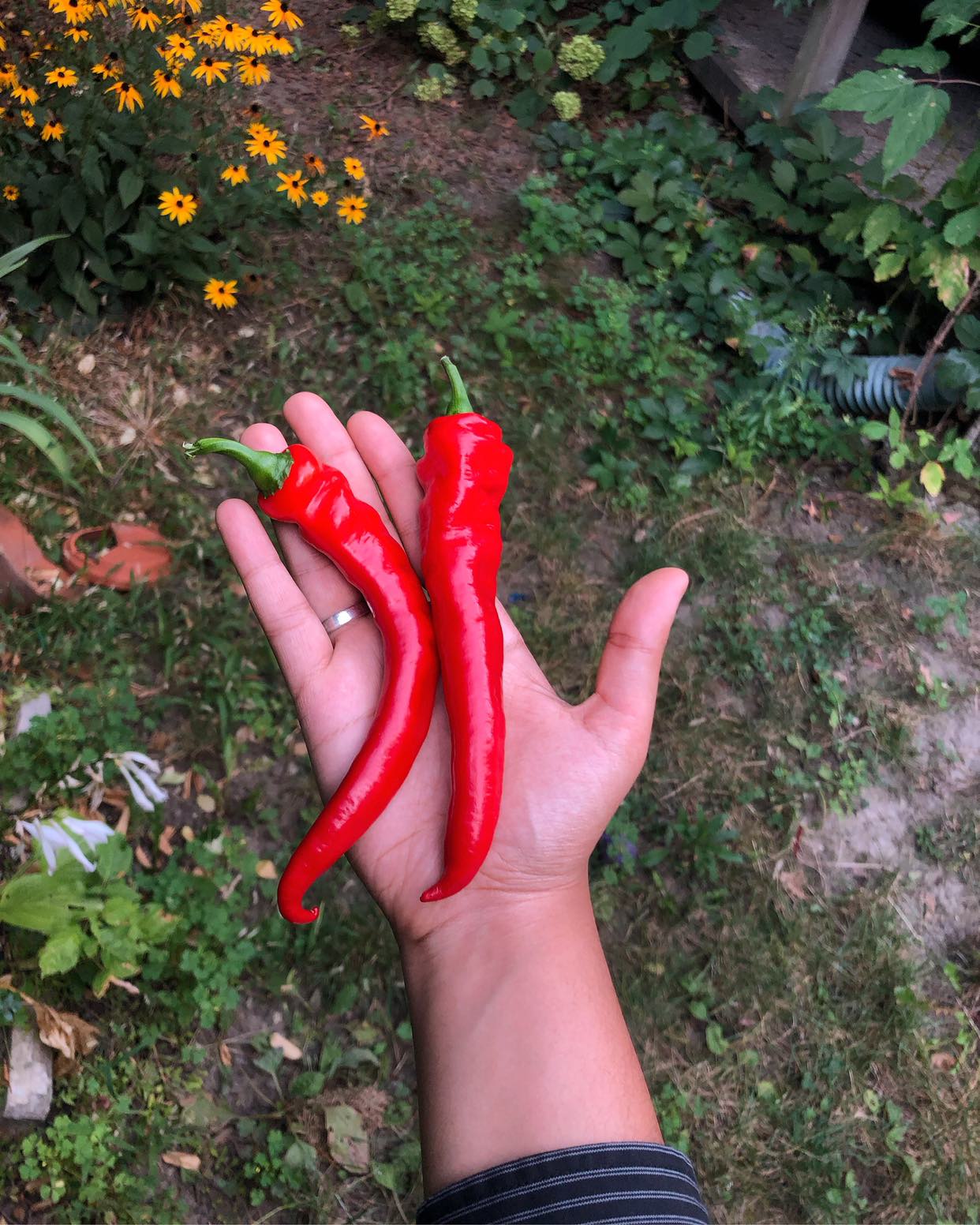 Jimmy Nardello sweet red pepper seedlings (open to trades) 🧡 image indicator(3)