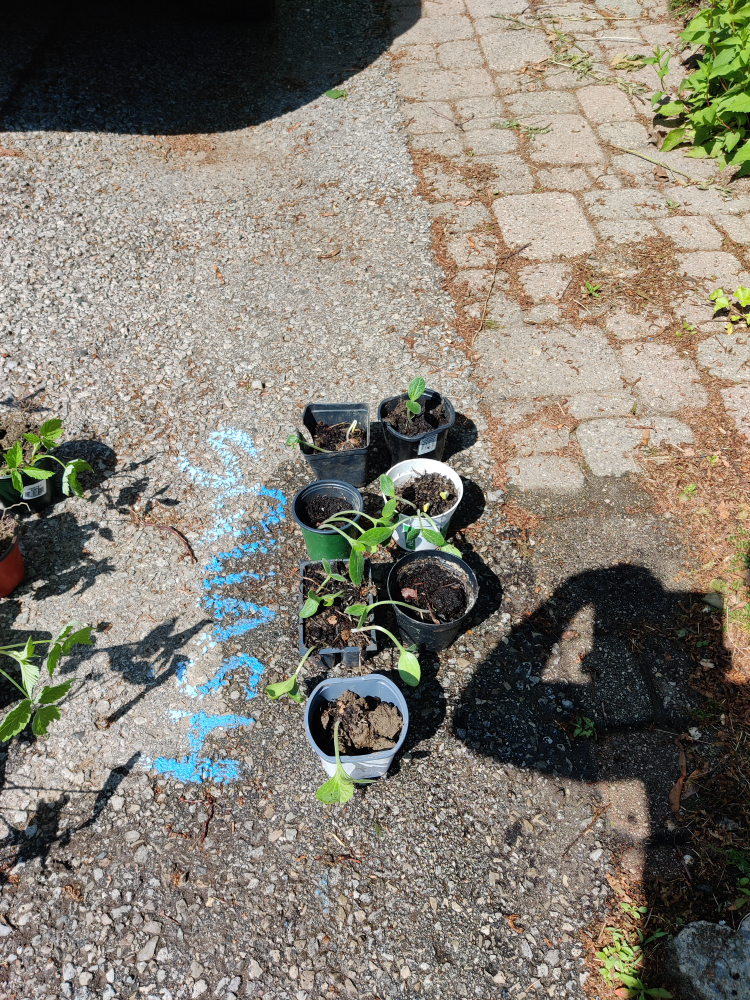 free seedlings, tree image indicator(3)