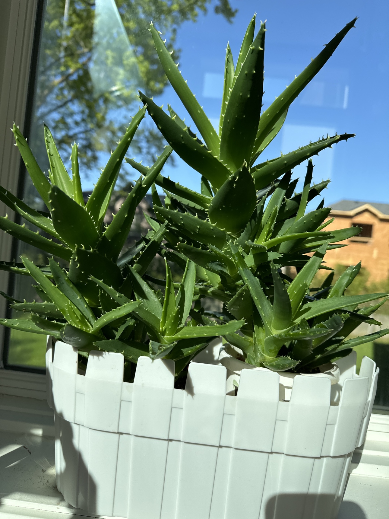 In door plants