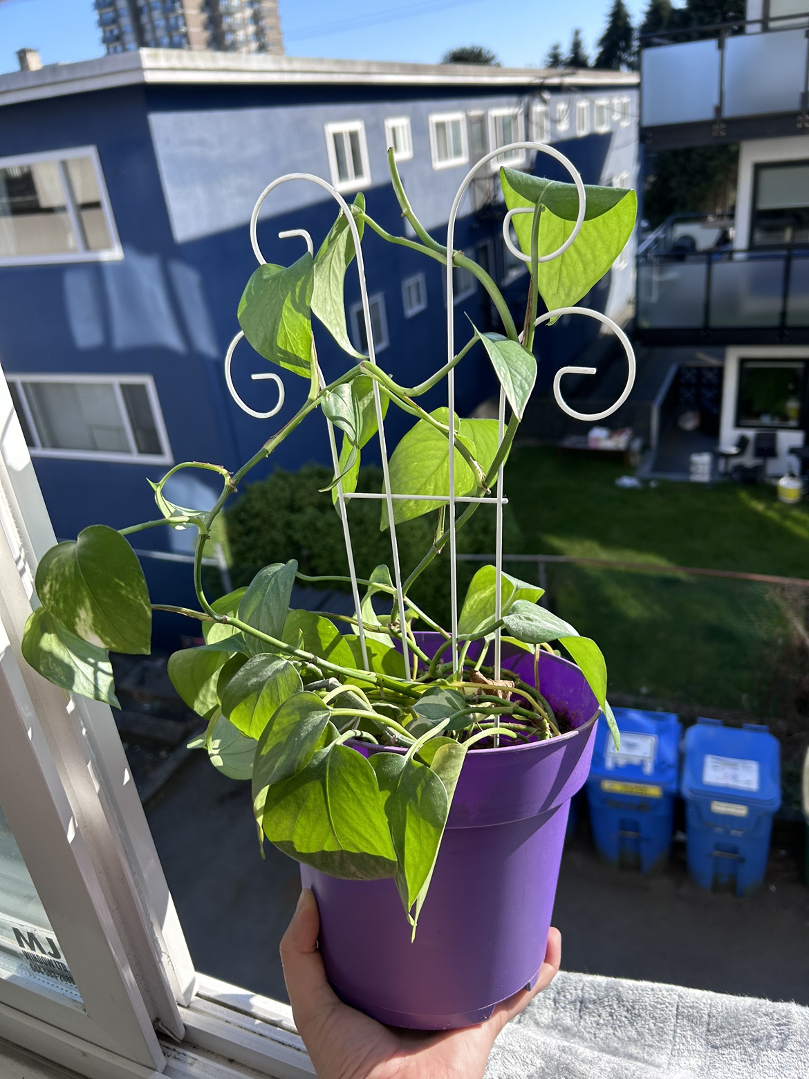 Free plant with pot
