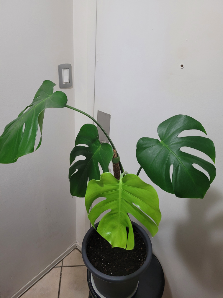 🧡Monstera Deliciosa image indicator(2)