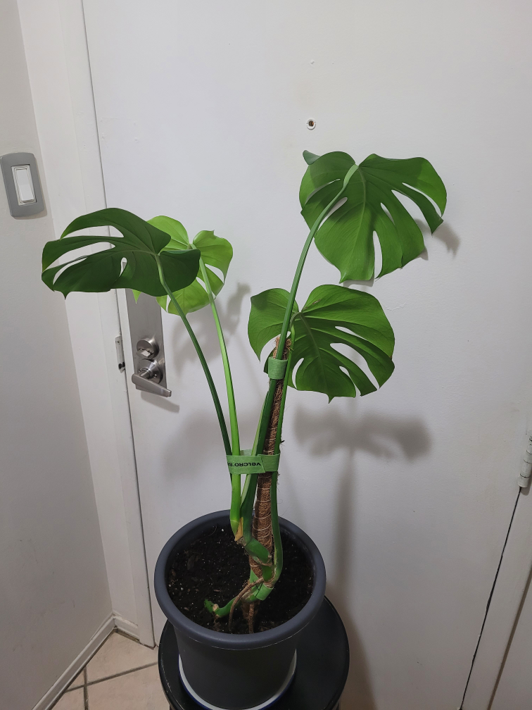 🧡Monstera Deliciosa image indicator(3)