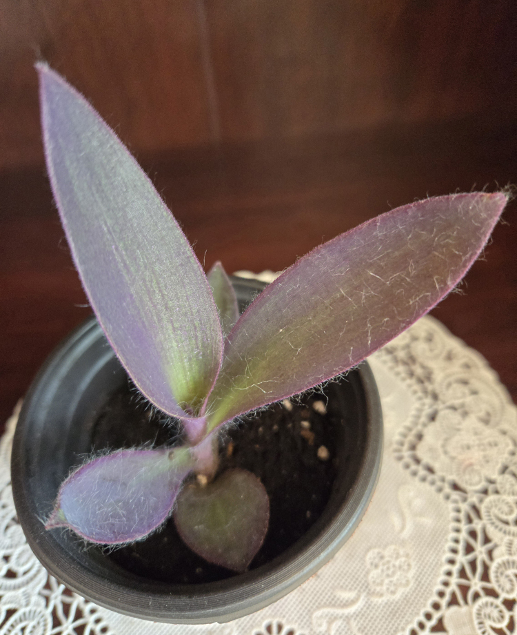 Assorted indoor plant babies image indicator(4)