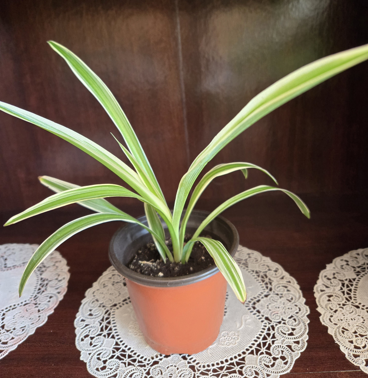 Assorted indoor plant babies image indicator(5)