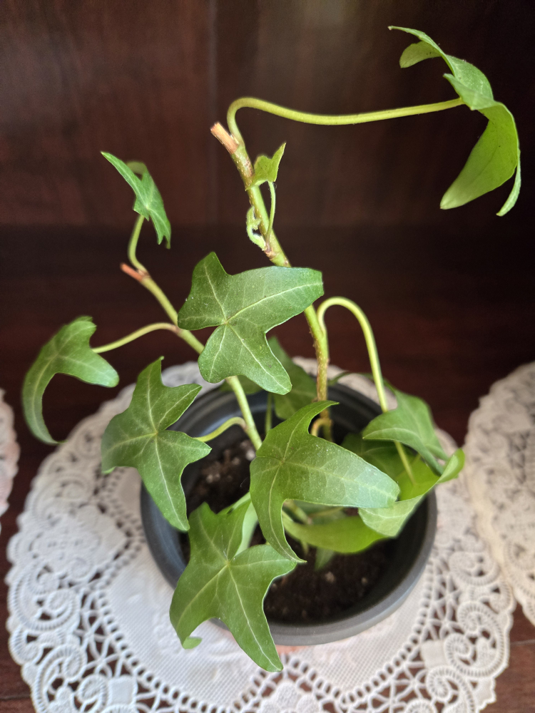 Assorted indoor plant babies image indicator(7)