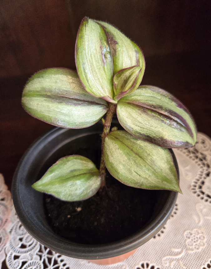 Assorted indoor plant babies image indicator(3)