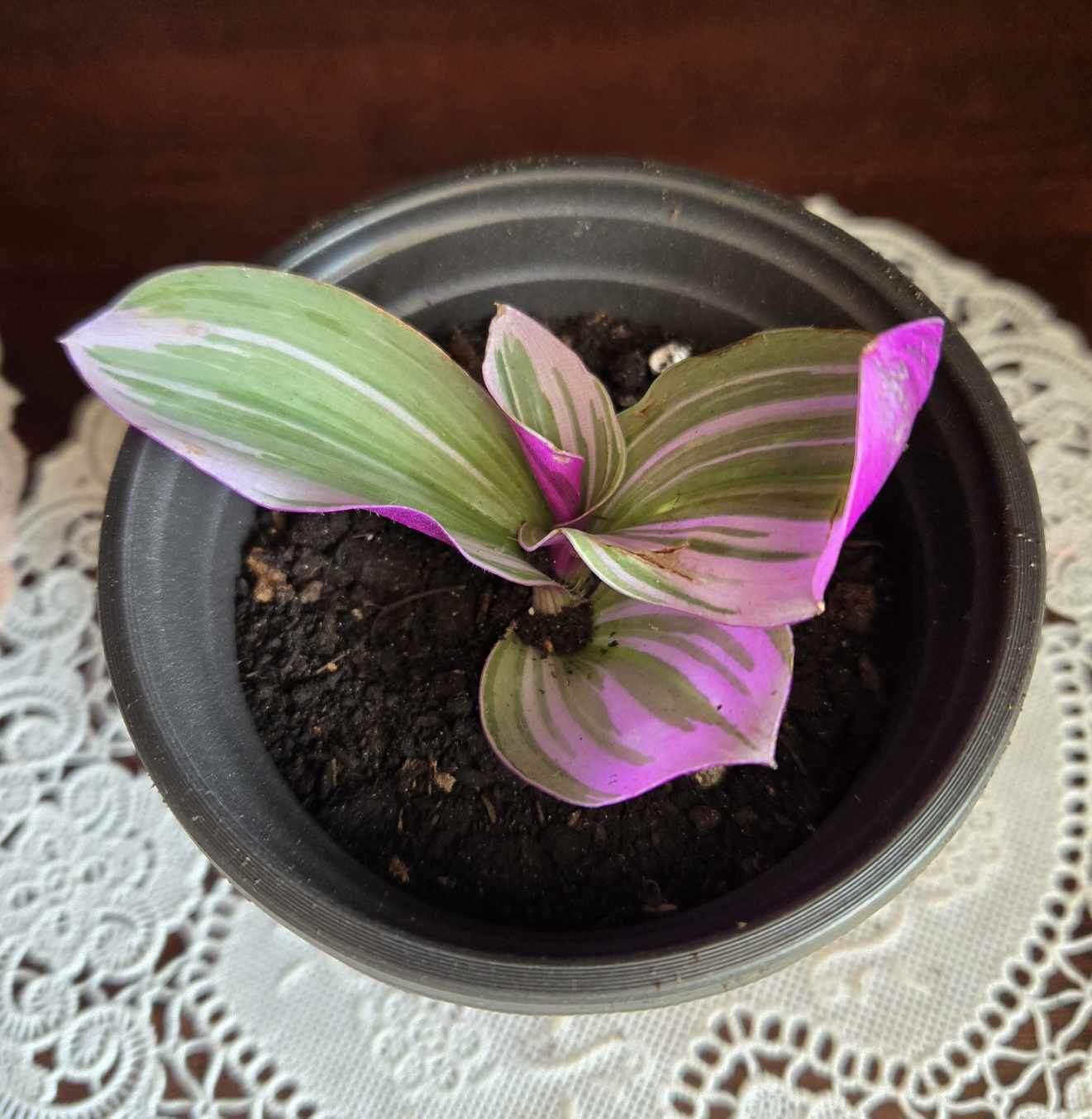 Assorted indoor plant babies image indicator(8)