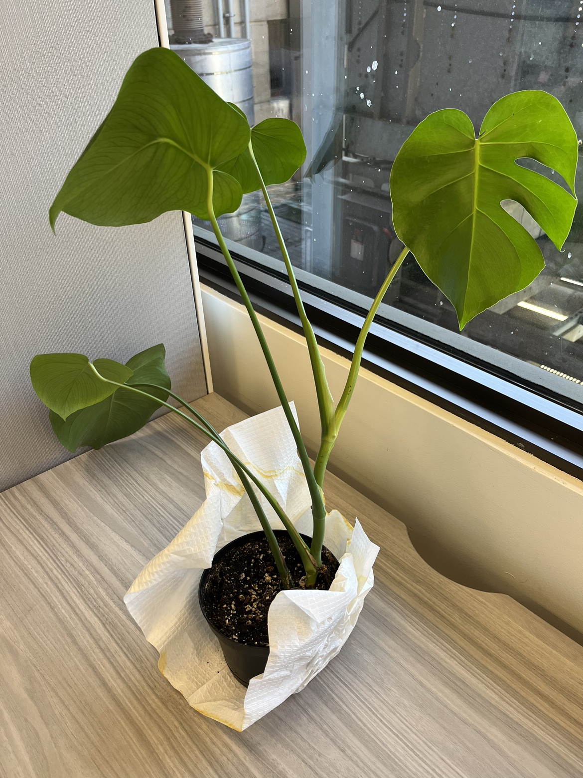 Monstera 🧡 6inch thumbnail