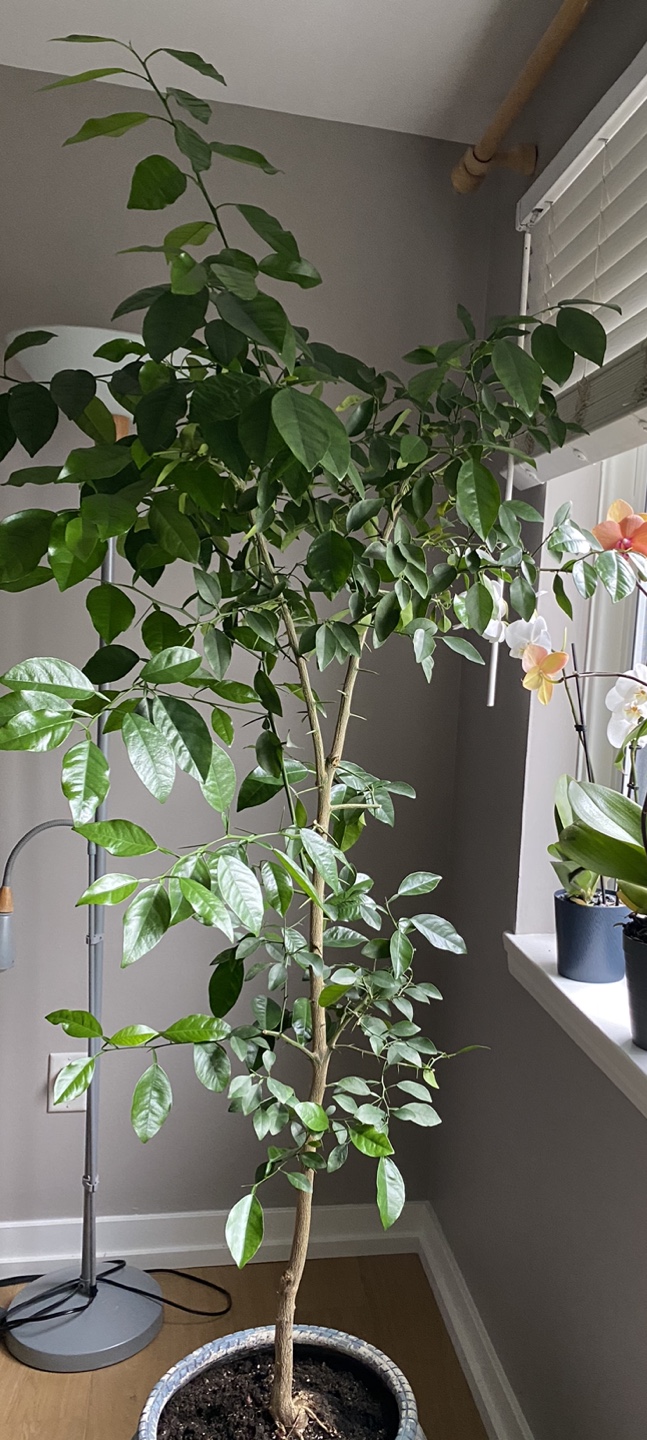 Organic Lime tree. image indicator(6)