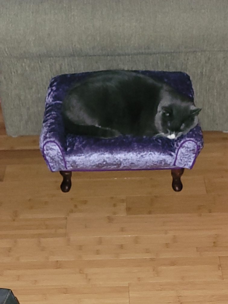 cat couch - photo 3