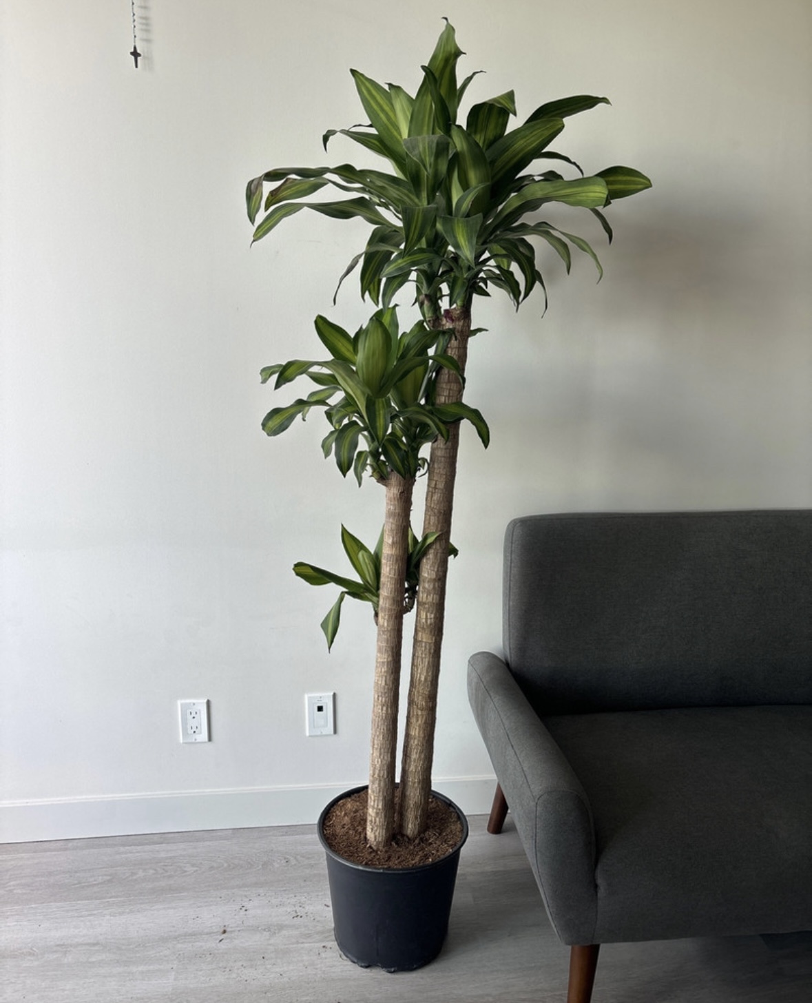 New plant! - photo 2