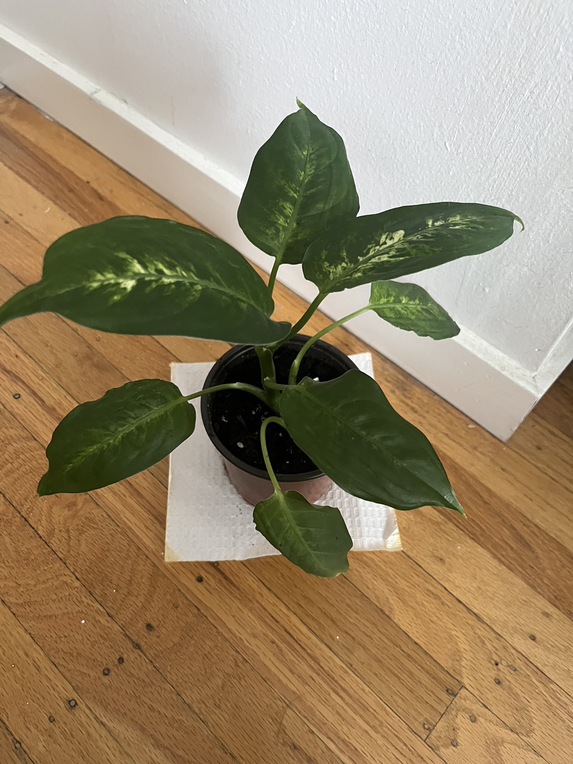 Dieffenbachia thumbnail