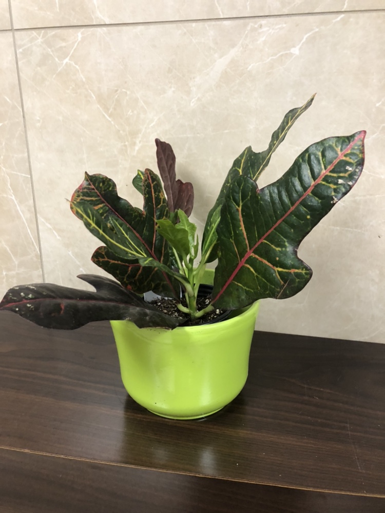 Croton with cover pot $8, plant only $5 thumbnail