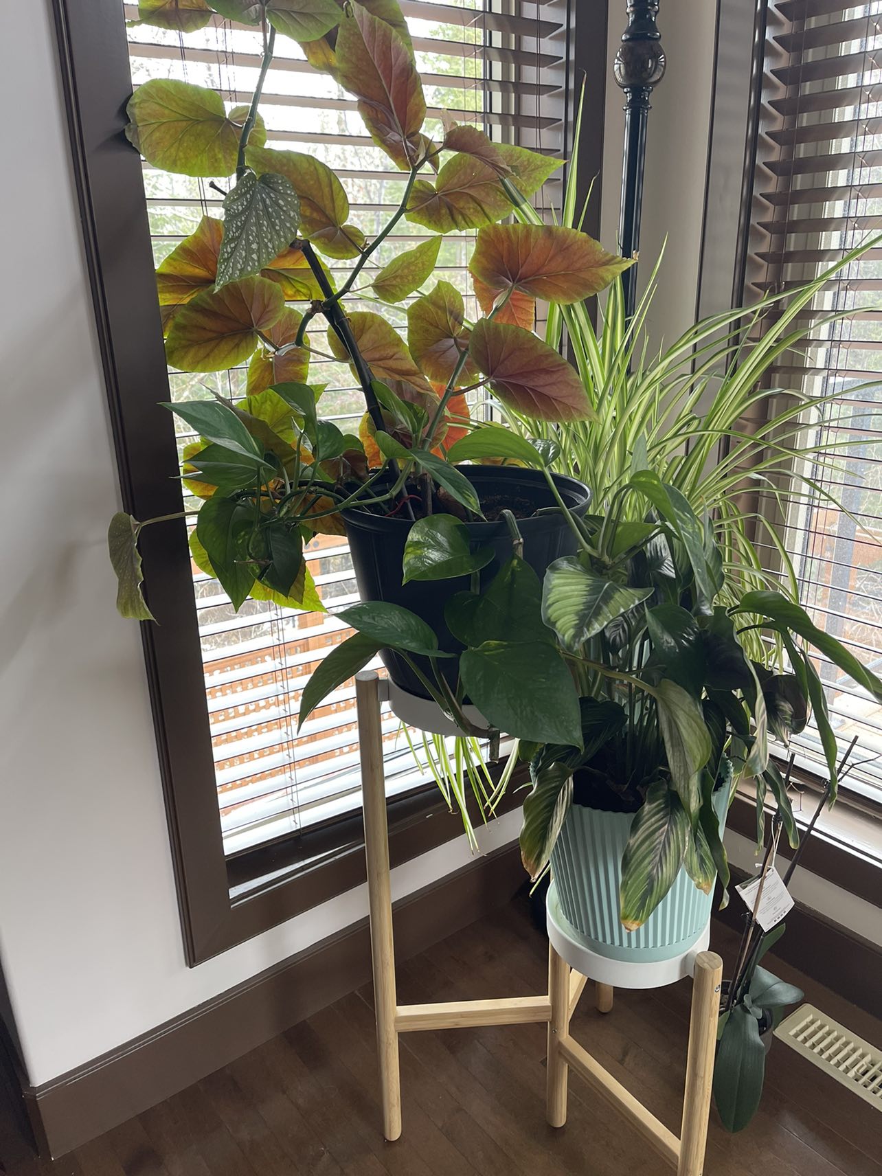 vase and plants