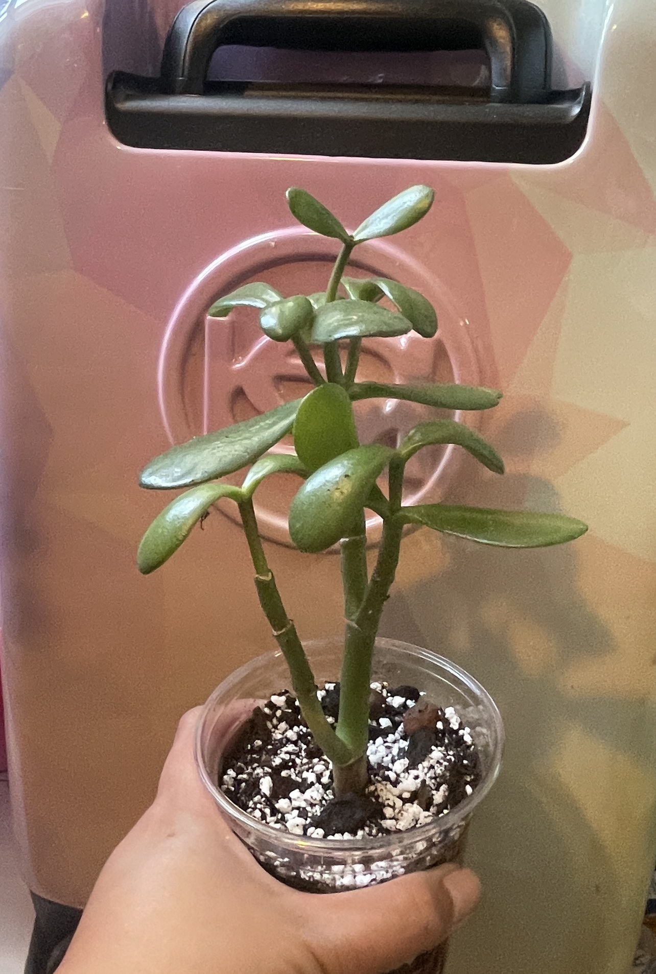 Jade plant🌱🪴🧡 thumbnail